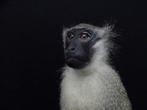 Vervet Monkey fullmount Bot - Chlorocebus pygerythrus - 45, Nieuw