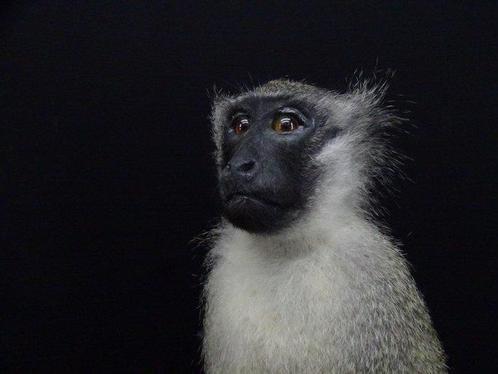 Vervet Monkey fullmount Bot - Chlorocebus pygerythrus - 45, Verzamelen, Dierenverzamelingen