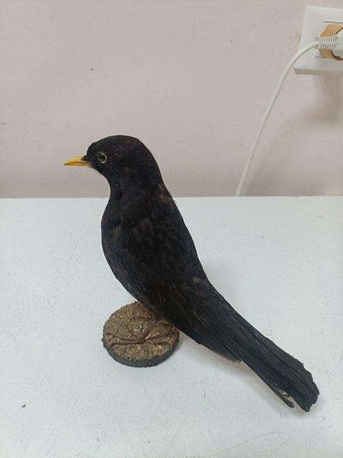 merlo Taxidermie volledige montage - Turdus merula - 17 cm -, Verzamelen, Dierenverzamelingen