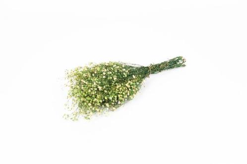 Gepreserveerd gips gipskruid appelgroen 60cm. 55gr, Hobby en Vrije tijd, Knutselen, Nieuw, Ophalen of Verzenden