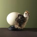 Struisvogel in Ei Taxidermie Opgezette Dieren By Max, Verzamelen, Ophalen of Verzenden, Nieuw, Vogel, Opgezet dier