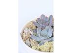 Echeveria Garden Mix in white bowl, Huis en Inrichting, Kamerplanten, Verzenden