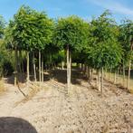 Bolacacia - Robinia ps. Umbraculifera - Omtrek: 8-12 cm | Ho, Ophalen of Verzenden