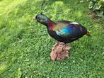 Himalaya-glansfazant Taxidermie volledige montage -, Verzamelen, Dierenverzamelingen, Nieuw