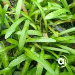Aquariumplanten webshop (Hoge kwaliteit!), Dieren en Toebehoren, Verzenden, Nieuw, Plant(en), Steen of Hout