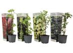 Bessenplanten - mix van 4, Huis en Inrichting, Verzenden