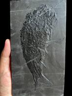 Charmante houding - Gefossiliseerd dier - Asialepidotus, Verzamelen