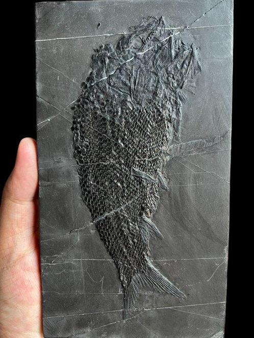 Charmante houding - Gefossiliseerd dier - Asialepidotus, Verzamelen, Mineralen en Fossielen