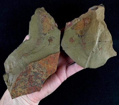 Primitieve stekelhuidige - Stylophora!!! - Gefossiliseerd, Verzamelen, Mineralen en Fossielen