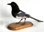 Ekster Taxidermie volledige montage - Pica pica - 22 cm - 42, Verzamelen, Dierenverzamelingen, Nieuw