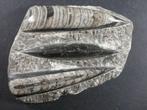 Orthoceras - Gefossiliseerd dier - 13 cm (Zonder