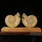 Ammoniet - Gefossiliseerd dier - Aioloceras (Cleoniceras), Nieuw