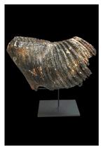 Wolharige mammoet - Fossiele kies - 20 cm - 24 cm