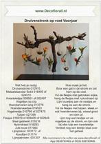 Druivenstronk op voet Voorjaar Stel zelf je pakket samen, Ophalen of Verzenden, Nieuw