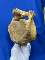 Prachtige wervels van een wolharige mammoet uit de ijstijd.