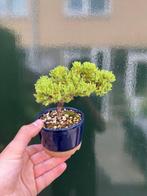 Jeneverbes bonsai (Juniperus) - Hoogte (boom): 10 cm -