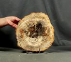 Groot en decoratief fossielhout op standaard - Gepolijst met
