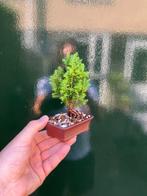 Ceder bonsai (Cedrus) - Hoogte (boom): 13 cm - Diepte