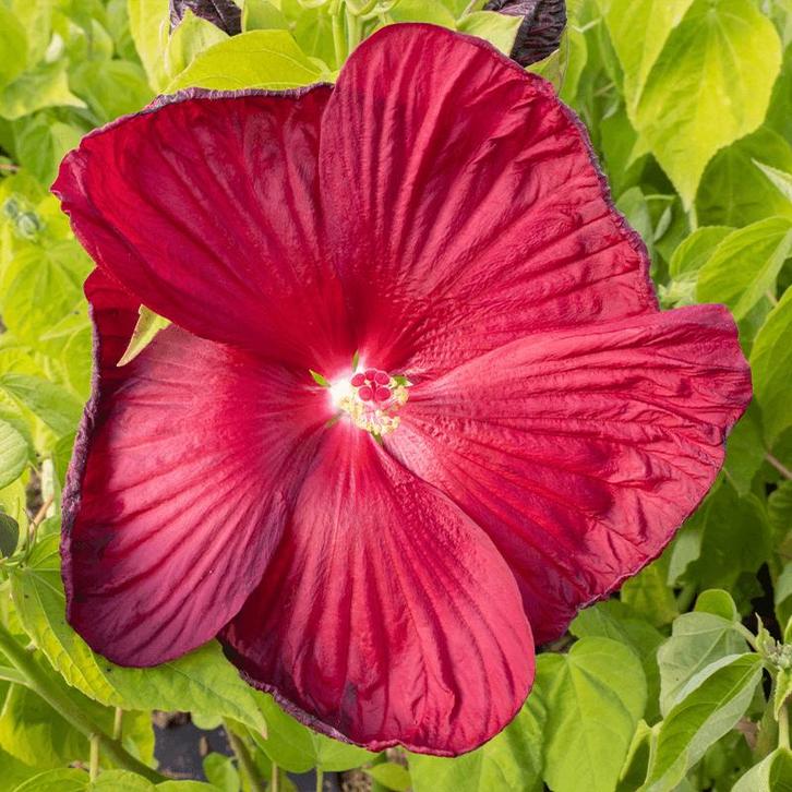 Hibiscus Moscheutos Luna F1 Red (Rood), Tuin en Terras, Planten | Tuinplanten, Overige soorten, Eenjarig, Ophalen of Verzenden
