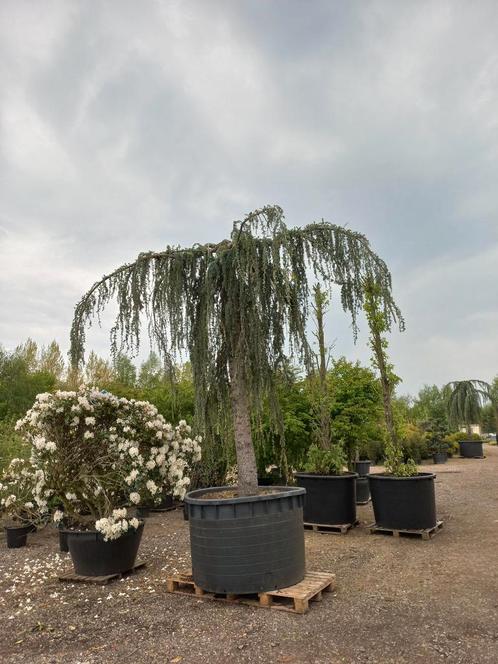 Cedrus Atlantica glauca Pendula 40 jaar oud treurceder, Tuin en Terras, Planten | Bomen, Ophalen