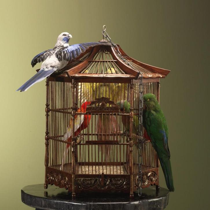 Parkieten op Kooi Taxidermie Opgezette Dieren By Max, Verzamelen, Dierenverzamelingen, Opgezet dier, Nieuw, Vogel, Ophalen of Verzenden