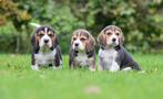 Prachtige beagle pups, Dieren en Toebehoren, Honden | Beagles, Bassets en Lopende honden, Parvo, Beagle, Nederland, 8 tot 15 weken