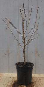 2 stuks! Prunus Okame struik 50 cm - Warentuin Natuurlijk, Tuin en Terras, Planten | Tuinplanten, Verzenden