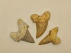 GROTE Makreel-HAAITAANDEN - Fossiele tanden - Otodus