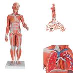 Anatomie model spieren en organen tweeslachtig, 33-delig, Nieuw, Verzenden