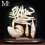 Glazen Koepel – Nautilus, Mitridae en Acropora