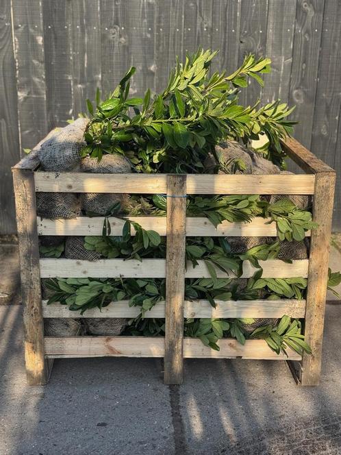 Bod gevraagd Partij 50 stuks Prunus Laurier Novita 60-80 cm, Tuin en Terras, Planten | Struiken en Hagen, Laurier, Haag, Minder dan 100 cm