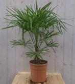 Winterharde Palmboom stamhoogte 20 cm en hoogte 110 cm - War, Tuin en Terras, Verzenden