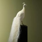 Witte Pauw Taxidermie Opgezette Dieren By Max, Verzamelen, Dierenverzamelingen, Ophalen of Verzenden, Nieuw, Vogel, Opgezet dier