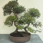 Japanese iep bonsai (Zelkova) - Hoogte (boom): 130 cm -, Antiek en Kunst