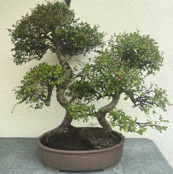 Japanese iep bonsai (Zelkova) - Hoogte (boom): 130 cm -, Antiek en Kunst, Curiosa en Brocante