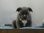 Old English Bulldog pups! t Gezonde type. Mogen direct mee!, Parvo, Nederland, 8 tot 15 weken, Bulldog