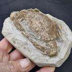 Fossiele krab - Fossiel skelet - Charybdis sp. - 123 mm - 88, Verzamelen
