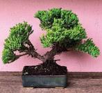 Jeneverbes bonsai (Juniperus) - Hoogte (boom): 19 cm -, Antiek en Kunst