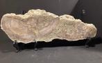 Zoogdier - Fossiel bot - Amazing Fossilized Whale Bone,, Verzamelen