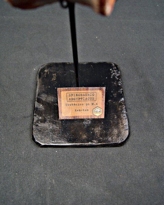 Dinosaurus - Fossiel bot - Spinosaurus aegyptiacus - 18 cm, Verzamelen, Mineralen en Fossielen