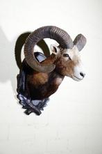 Large Mouflon head-mount Taxidermie wandmontage - Ovis a., Nieuw