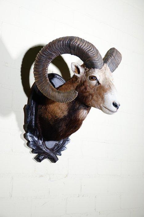 Large Mouflon head-mount Taxidermie wandmontage - Ovis a., Verzamelen, Dierenverzamelingen