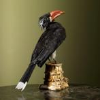 Gekroonde Tok Taxidermie Opgezette Dieren By Max, Verzamelen, Dierenverzamelingen, Ophalen of Verzenden, Nieuw, Vogel, Opgezet dier