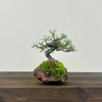 Den bonsai (Pinus) - Hoogte (boom): 15 cm - Diepte (boom):