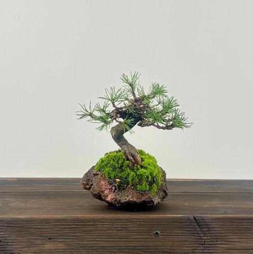 Den bonsai (Pinus) - Hoogte (boom): 15 cm - Diepte (boom):, Antiek en Kunst, Curiosa en Brocante