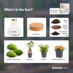 DIY planten terrarium met licht - Sam XL Bonsai - Ø 30 cm, Verzenden