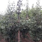 Japanse notenboom - Ginkgo biloba - Omtrek: 6-10 cm | Hoogte, Tuin en Terras, Planten | Bomen, Ophalen of Verzenden