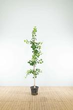 Ginkgo biloba beveerd 4-6, Tuin en Terras