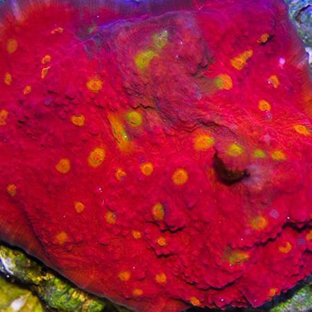 Chalice Golden Eye Frag (Ong. 3 cm), Dieren en Toebehoren, Vissen | Aquaria en Toebehoren, Ophalen of Verzenden