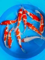 Hirasawa Marusei 29-34cm (Japanse Koi), Dieren en Toebehoren, Vissen | Vijvervissen, Karper of Koi